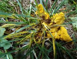 Attēlu rezultāti vaicājumam “Hemitrichia clavata stalked”