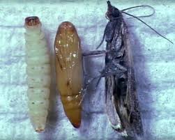 Attēlu rezultāti vaicājumam “Plodia interpunctella”