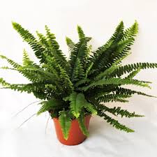 Image result for НЕФРОЛЕПИС (Nephrolepis