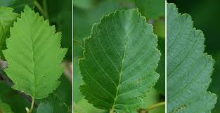 Attēlu rezultāti vaicājumam “Alnus incana leaf”