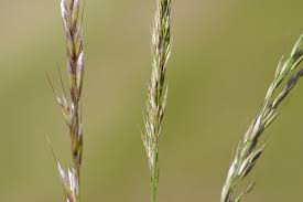 Attēlu rezultāti vaicājumam “Helictotrichon pratense”