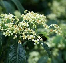Attēlu rezultāti vaicājumam “Euonymus flower”