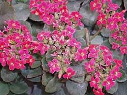 Image result for Kalanchoe blossfeldiana