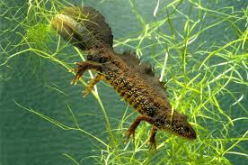 Attēlu rezultāti vaicājumam “Triturus cristatus”