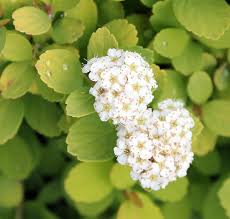 Attēlu rezultāti vaicājumam “Spiraea”