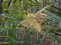 Attēlu rezultāti vaicājumam “Akanthomyces aculeatus”