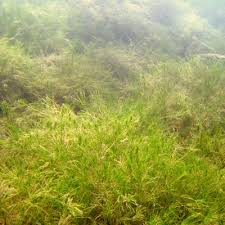 Attēlu rezultāti vaicājumam “Chara globularis”