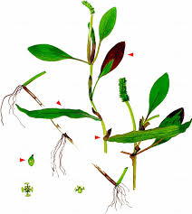 Attēlu rezultāti vaicājumam “Potamogeton rutilus”