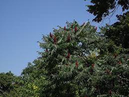 Attēlu rezultāti vaicājumam “Rhus typhina”