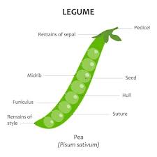 Attēlu rezultāti vaicājumam “Pisum sativum fruit”