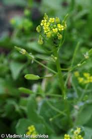 Attēlu rezultāti vaicājumam “Draba nemorosa fruit”