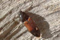 Attēlu rezultāti vaicājumam “Ampedus balteatus”