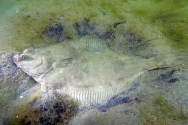 Image result for Platichthys flesus