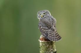 Attēlu rezultāti vaicājumam “Glaucidium passerinum adult”