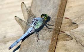 Attēlu rezultāti vaicājumam “Odonata”