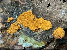 Attēlu rezultāti vaicājumam “Oligonema flavidum”