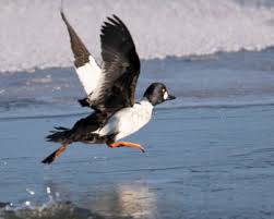 Attēlu rezultāti vaicājumam “Bucephala clangula male”