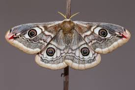 Attēlu rezultāti vaicājumam “Saturnia pavonia female”