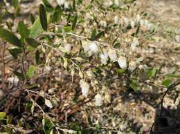 Attēlu rezultāti vaicājumam “Chamaedaphne calyculata”