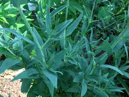 Attēlu rezultāti vaicājumam “Gypsophila paniculata leaf”