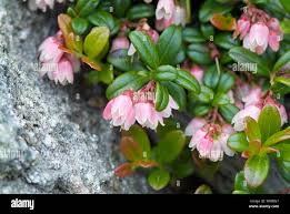 Attēlu rezultāti vaicājumam “Vaccinium vitis-idaea flower”