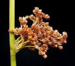 Attēlu rezultāti vaicājumam “Juncus effusus fruit”