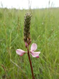 Attēlu rezultāti vaicājumam “Onobrychis arenaria fruit”