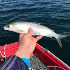 Image result for Coregonus oxyrinchus