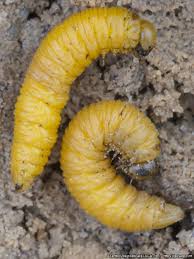 Attēlu rezultāti vaicājumam “Acantholyda posticalis”