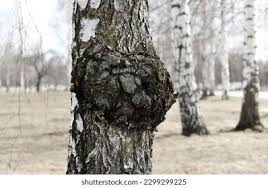 Attēlu rezultāti vaicājumam “Inonotus obliquus”