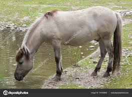 Attēlu rezultāti vaicājumam “Equus ferus caballus”