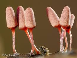 Attēlu rezultāti vaicājumam “Arcyria major macro”