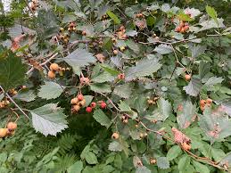 Attēlu rezultāti vaicājumam “Crataegus macracantha”