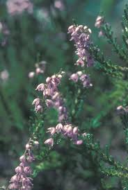 Attēlu rezultāti vaicājumam “Calluna vulgaris leaf”