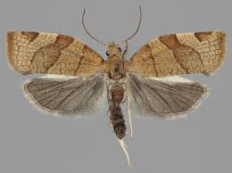 Attēlu rezultāti vaicājumam “Pandemis cerasana”