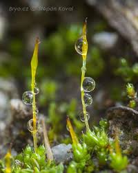 Attēlu rezultāti vaicājumam “Plagiothecium latebricola macro”