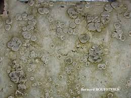 Attēlu rezultāti vaicājumam “Lecanora albella”