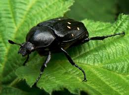 Attēlu rezultāti vaicājumam “Gnorimus variabilis”