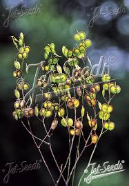 Attēlu rezultāti vaicājumam “Xylita laevigata”