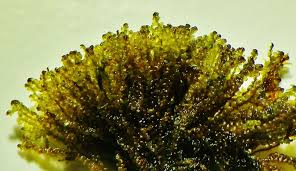 Attēlu rezultāti vaicājumam “Chiloscyphus polyanthos”