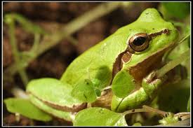 Attēlu rezultāti vaicājumam “Hyla arborea adult”
