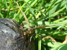 Attēlu rezultāti vaicājumam “Ematurga atomaria male”