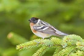 Image result for Dendroica castanea