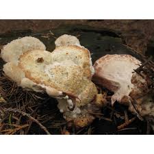 Attēlu rezultāti vaicājumam “Postia guttulata”