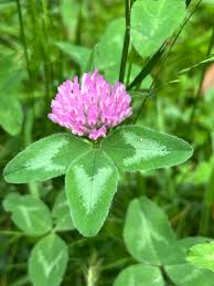 Attēlu rezultāti vaicājumam “Trifolium pratense flower”