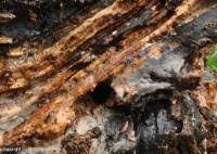 Attēlu rezultāti vaicājumam “Basidiodendron”