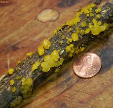 Attēlu rezultāti vaicājumam “Dacrymyces chrysospermus spores”