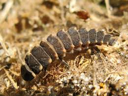 Attēlu rezultāti vaicājumam “Cystiphora sanguinea larva”