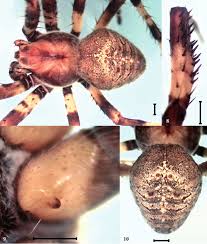 Attēlu rezultāti vaicājumam “Araneus marmoreus”