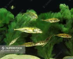 Attēlu rezultāti vaicājumam “Gasterosteus aculeatus”